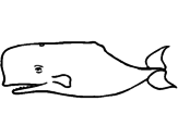 Disegno Balena blu pitturato su jacopo
