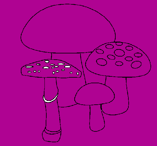 Funghi