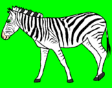 Disegno Zebra  pitturato su sara.za.