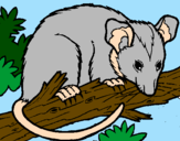 Disegno Scoiattolo Possum marsupiale pitturato su Gianluca