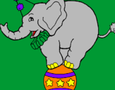 Disegno Elefante sulla palla  pitturato su Domenico