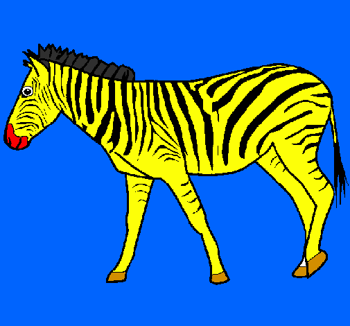 Zebra 
