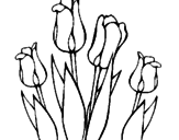Disegno Tulipani  pitturato su shana