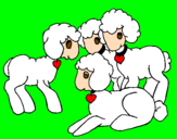 Disegno Pecore pitturato su Elisa