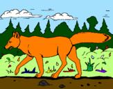 Disegno Coyote pitturato su emanuele 2002