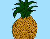 Disegno ananas  pitturato su LORENZO
