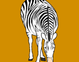 Disegno Zebra  pitturato su Gaia