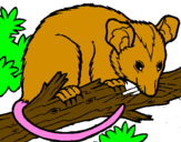 Disegno Scoiattolo Possum marsupiale pitturato su natalia   sam torres