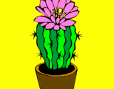 Disegno Cactus fiorito  pitturato su sara