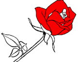 Disegno Rosa  pitturato su gaia