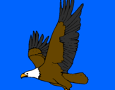 Disegno Aquila in volo  pitturato su daniel