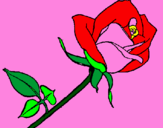 Disegno Rosa  pitturato su k-otic