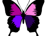 Disegno Farfalla con le ali nere pitturato su mariele