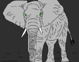 Disegno Elefante  pitturato su andrea o