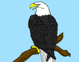 Disegno Aquila su un ramo pitturato su ANIMALI