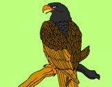 Disegno Aquila su un ramo pitturato su giulio