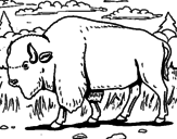 Disegno Bufalo  pitturato su bisonte