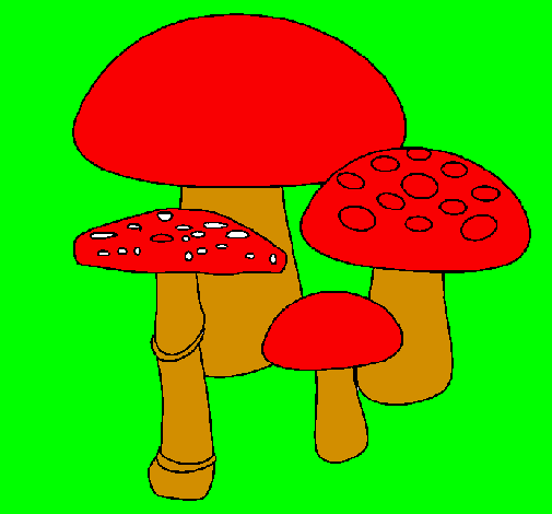 Funghi