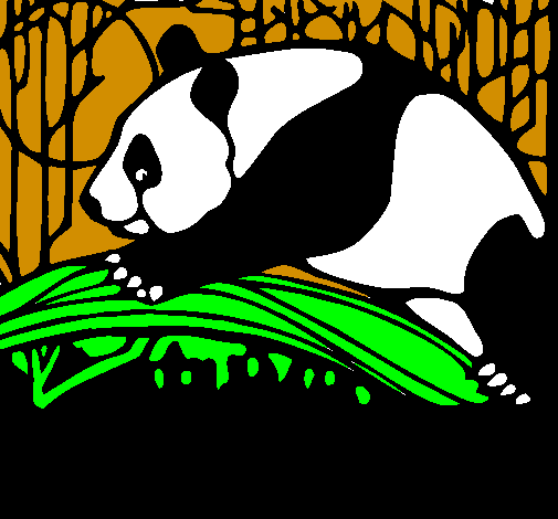 Oso panda che mangia 