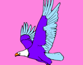 Disegno Aquila in volo  pitturato su alessandro