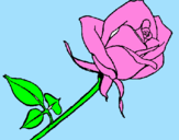 Disegno Rosa  pitturato su maraielena