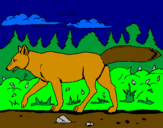 Disegno Coyote pitturato su sara