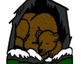 Disegno Orso in ibernazione pitturato su edoardo 
