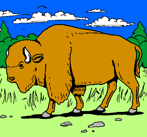 Bufalo 
