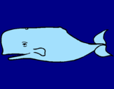 Disegno Balena blu pitturato su thomas balena