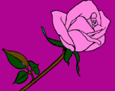 Disegno Rosa  pitturato su Jasmine
