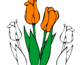 Disegno Tulipani  pitturato su tulipano