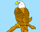Disegno Aquila su un ramo pitturato su riccardo