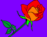 Disegno Rosa  pitturato su lillo