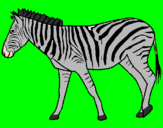 Disegno Zebra  pitturato su MICHELANGELO