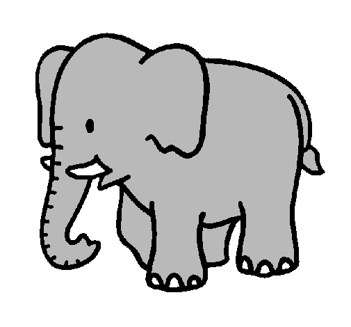 Elefante bebè 