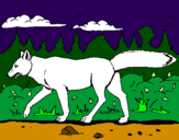 Disegno Coyote pitturato su victoria