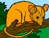 Disegno Scoiattolo Possum marsupiale pitturato su nisina