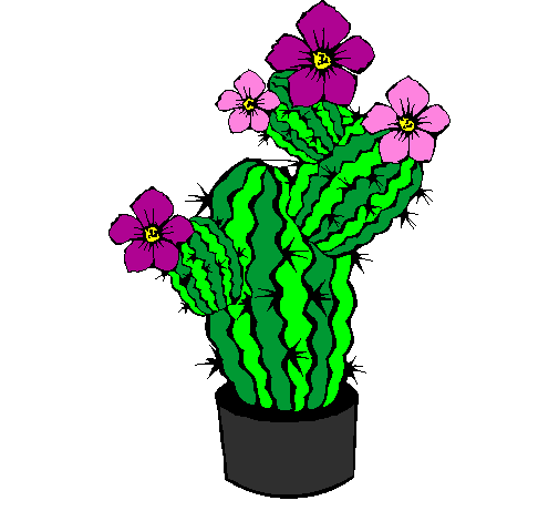 Fiori di cactus 