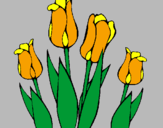 Disegno Tulipani  pitturato su margarita
