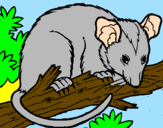 Disegno Scoiattolo Possum marsupiale pitturato su lLoris