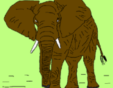 Disegno Elefante  pitturato su margarita