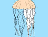 Disegno Medusa  pitturato su andrea roncucci