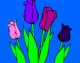 Disegno Tulipani  pitturato su GAIA