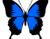 Disegno Farfalla con le ali nere pitturato su xiaojie