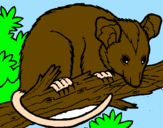 Disegno Scoiattolo Possum marsupiale pitturato su drago luca