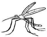 Disegno Zanzara pitturato su simba