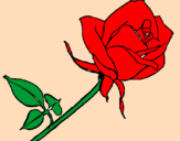 Disegno Rosa  pitturato su marta