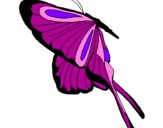 Disegno Farfalla con grandi ali pitturato su federica