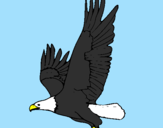 Disegno Aquila in volo  pitturato su ANIMALI