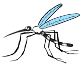 Disegno Zanzara pitturato su zanzara tigre